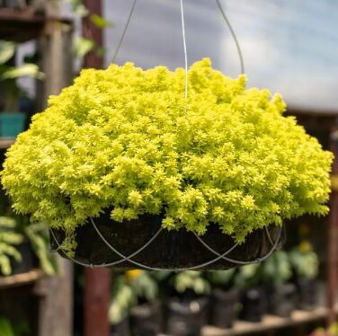 Laimiņš “Tokyo Sun” (pieejams no jūnija)